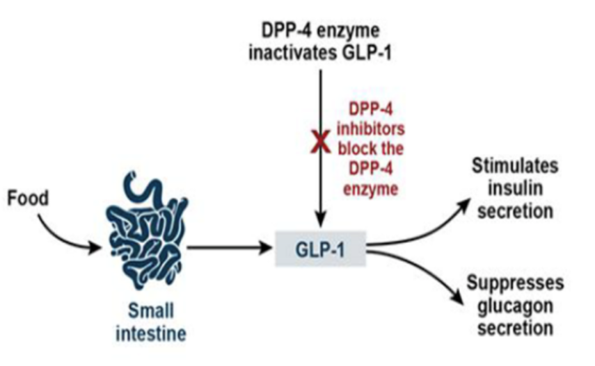DPP-4抑制剂作用机制图