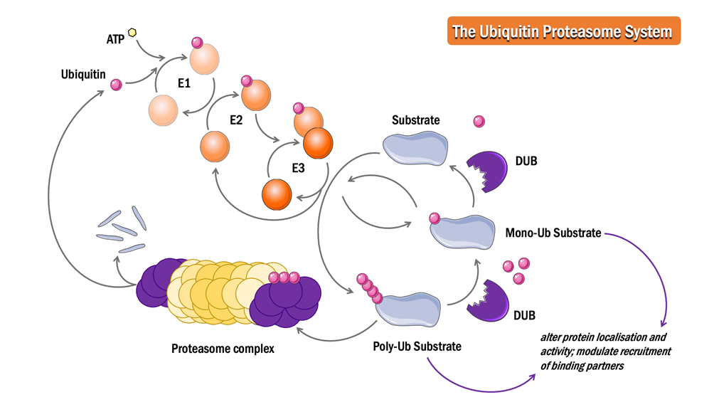 通过泛素-蛋白酶体系统 (UPS) 降解蛋白质的过程示意图