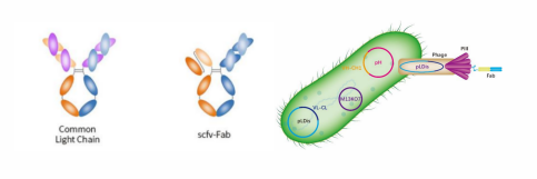 （左）智翔金泰开发的两种双特异性抗体结构示意图 （右）双载体噬菌体呈现抗体库技术示意图