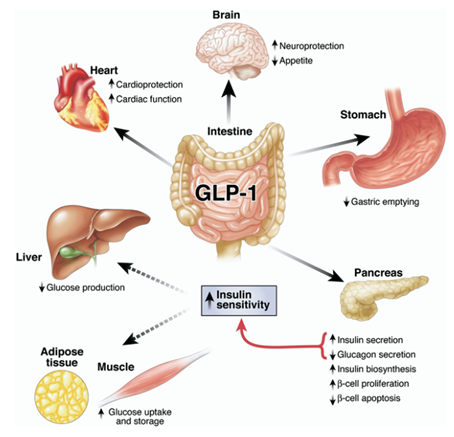 GLP-1作用于周边组织