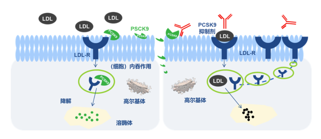 PCSK9抑制剂作用机制
