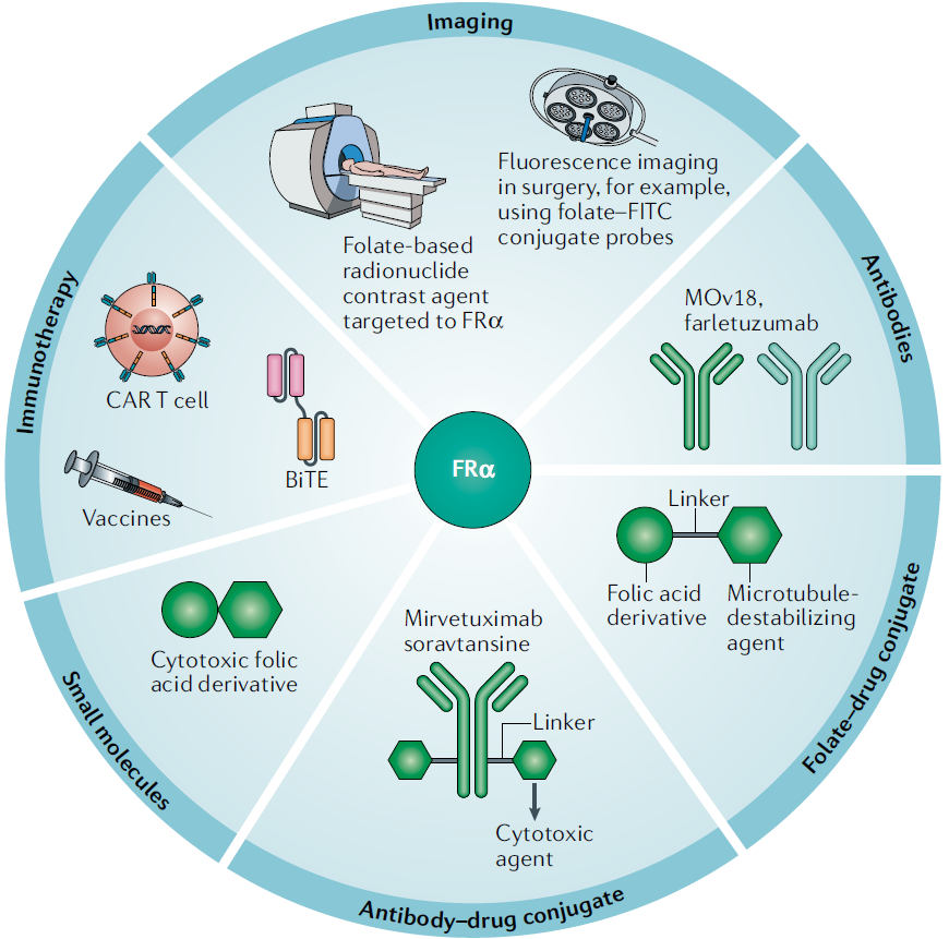 FRα靶向药物在癌症诊治中的临床应用