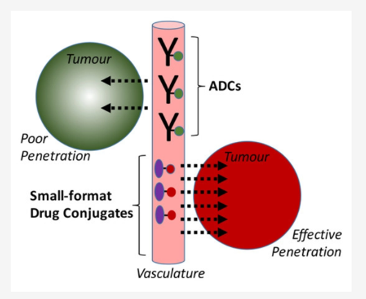 小尺寸ADC具有潛在更好的腫瘤穿透性