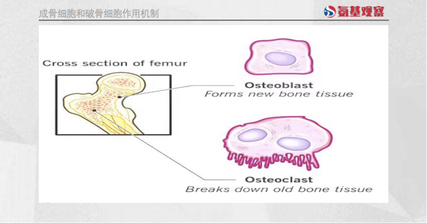 成骨细胞和破骨细胞作用机制