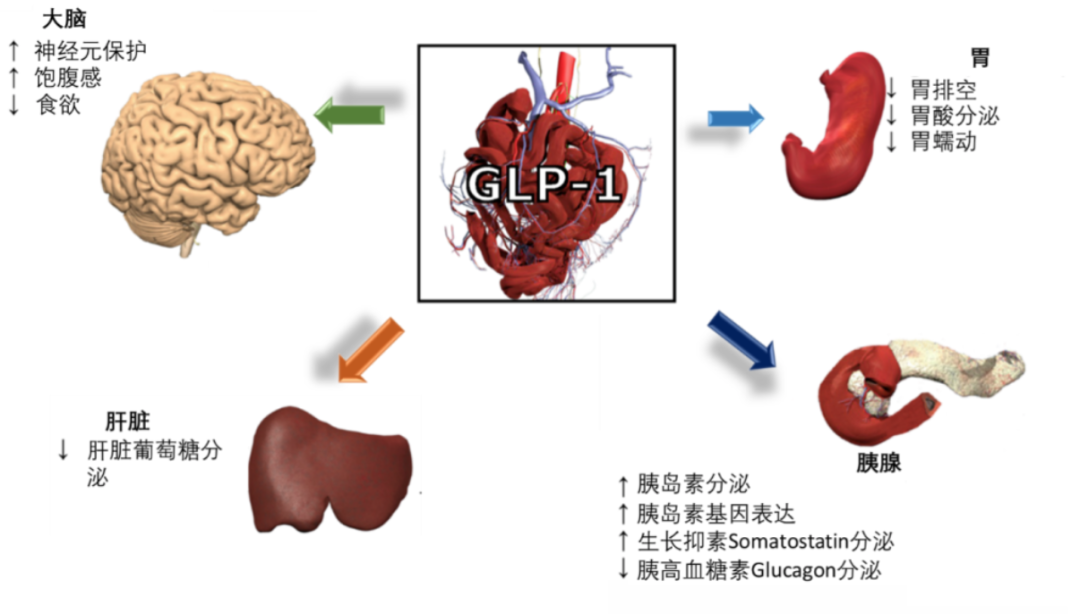 GLP-1分泌关系图