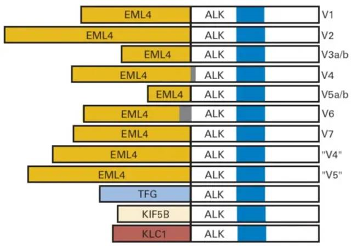 NSCLC中常见的ALK融合方式