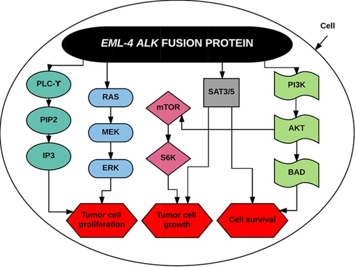 ALK融合基因介导的信号通路