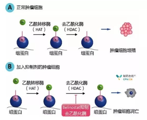 HDAC抑制剂的作用原理
