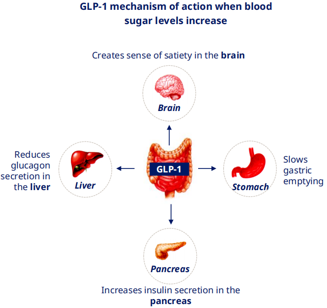 GLP-1的作用机理