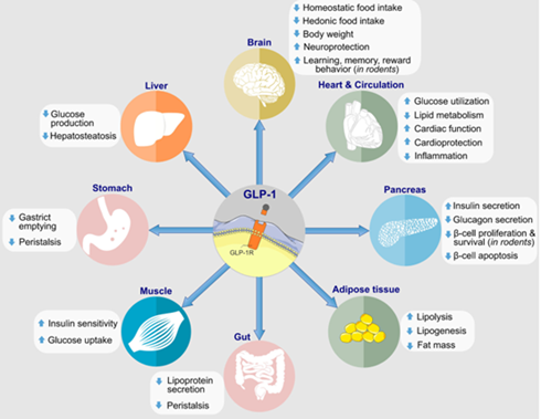 GLP-1的生理作用