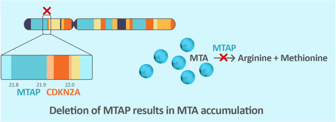 CDKN2A基因与MTAP基因位于chr9p21染色体上