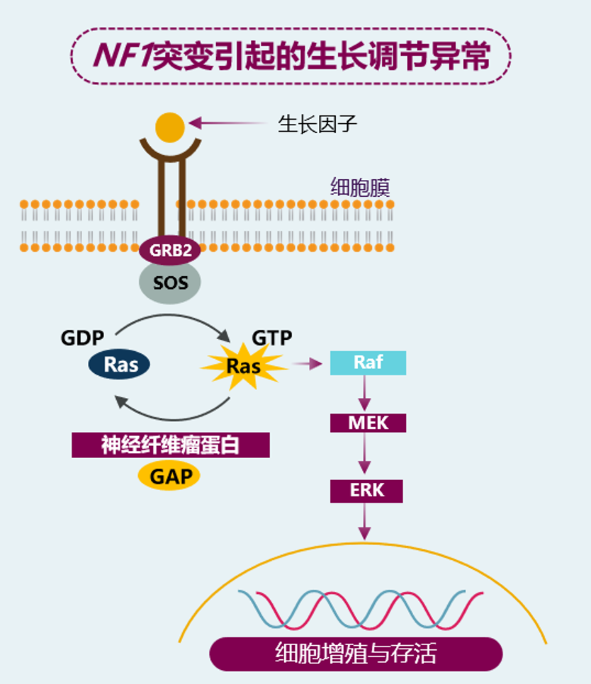 NF1突变与MEK机制