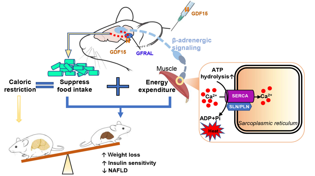 连接GDF15与GFRAL和肾上腺素能受体的生物回路的机制图，以在热量限制期间维持肌肉的能量消耗