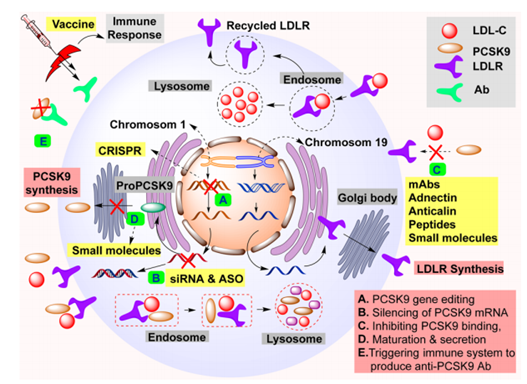 针对 PCSK9 生产、加工和与 LDRL 结合以管理 LDL-C 水平的各种药物类型