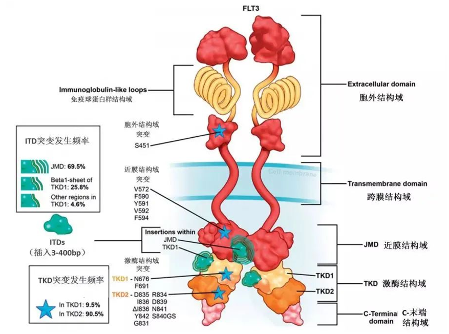 FLT3蛋白结构