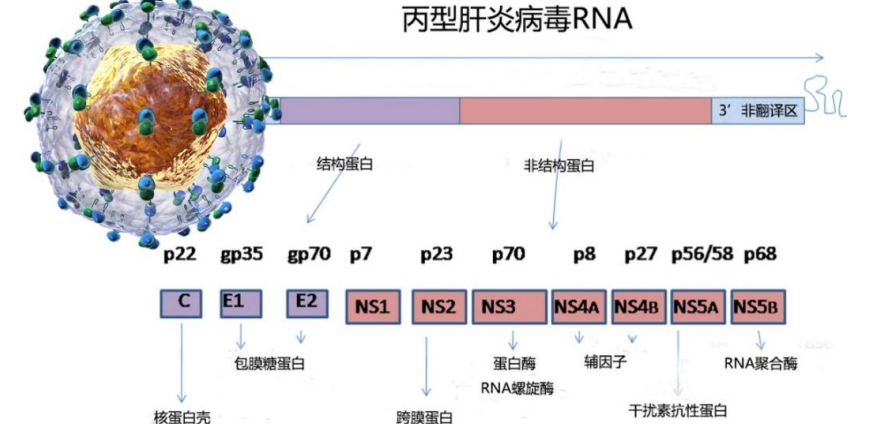 丙型肝炎病毒RNA