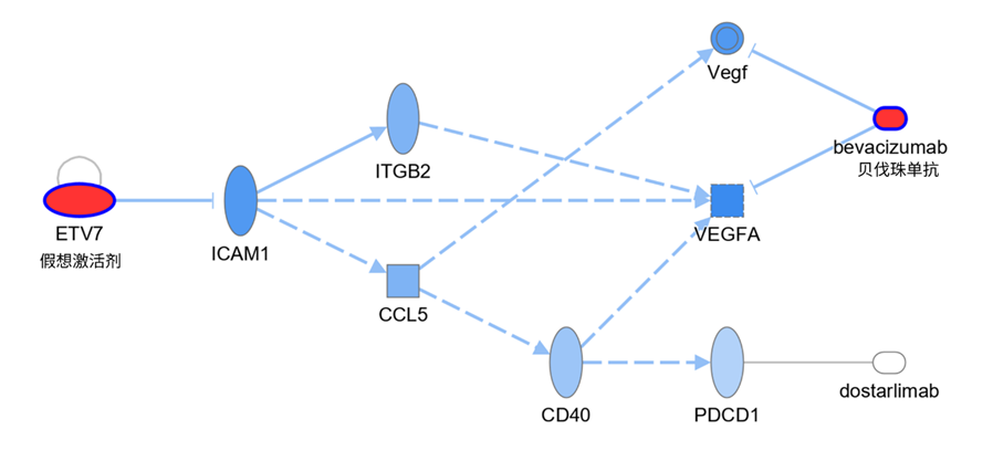 ETV7与贝伐珠单抗靶点之间的调控网络