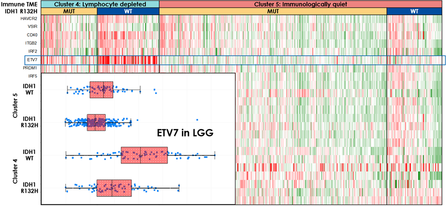LGG预后差Cluster 4和预后好Cluster 5基因表达热图