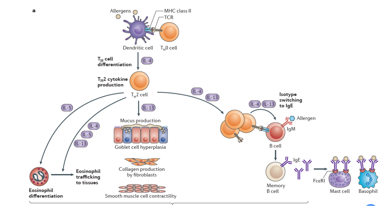 IL-4在2型炎症中的作用机制