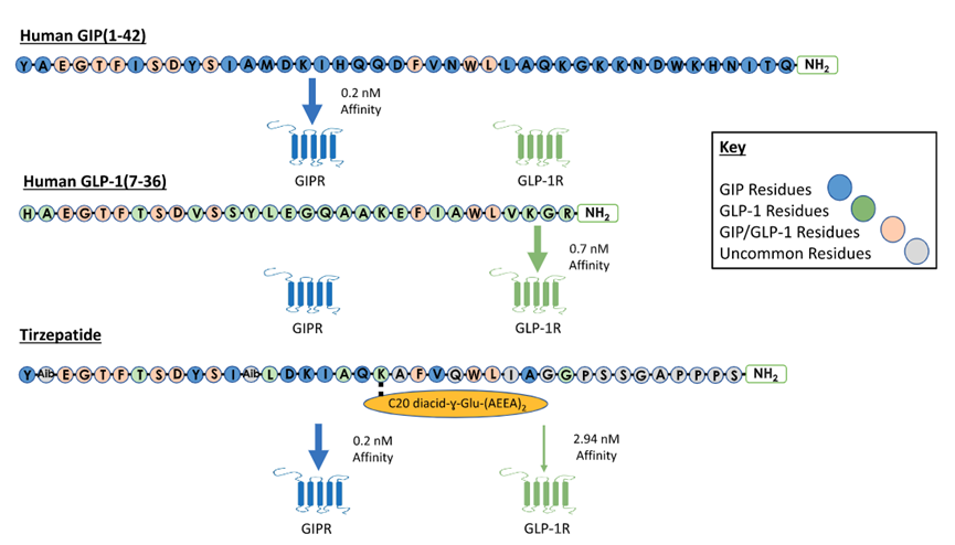 GIP、GLP-1和替尔泊肽结构