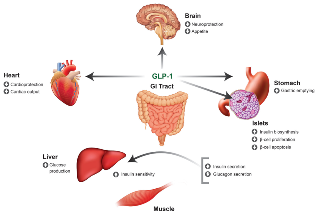 GLP-1在人体中的作用