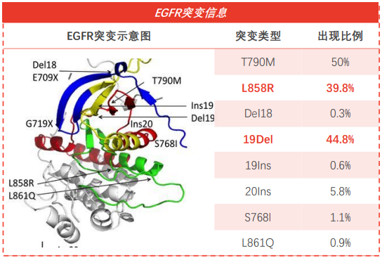  EGFR各突变类型所占比例
