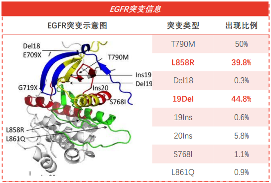 ?EGFR各突變類型所占比例