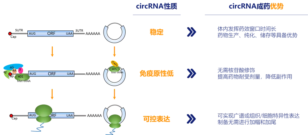 circular RNA性质、成药优势