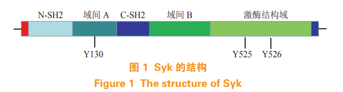 Syk的结构