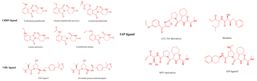 常见的E3连接酶配体