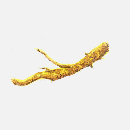 黄芩甙在不同状态下有哪些作用？