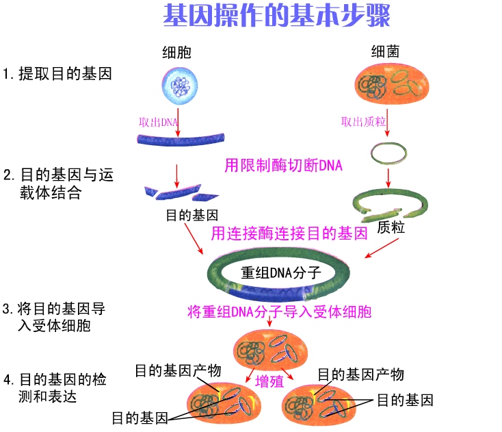 基因工程操作的基本步骤