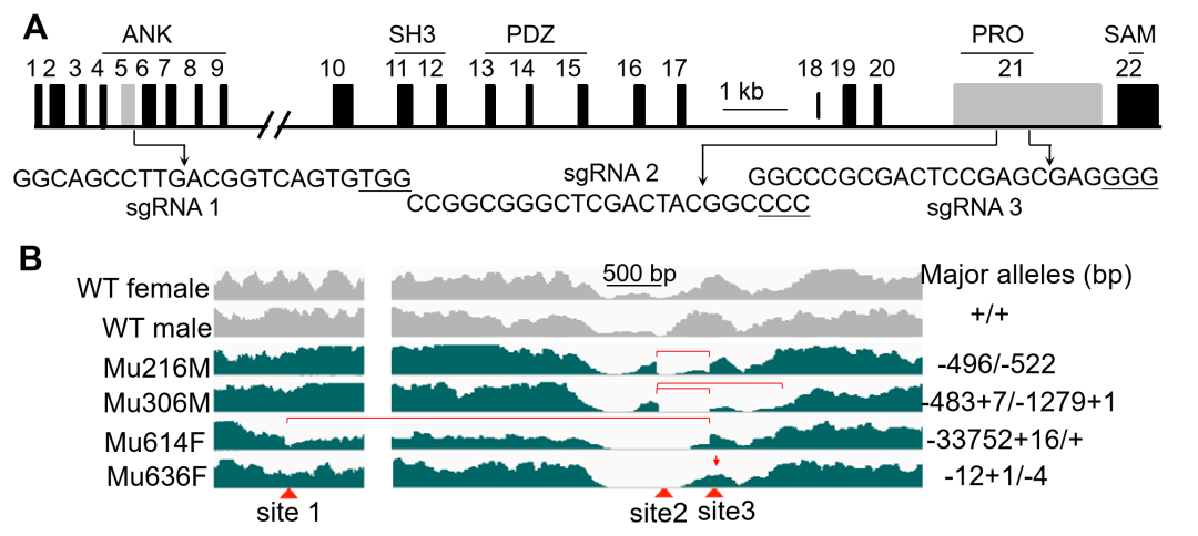 CRISPR/Cas9靶向Shank3获得多个F0代突变犬