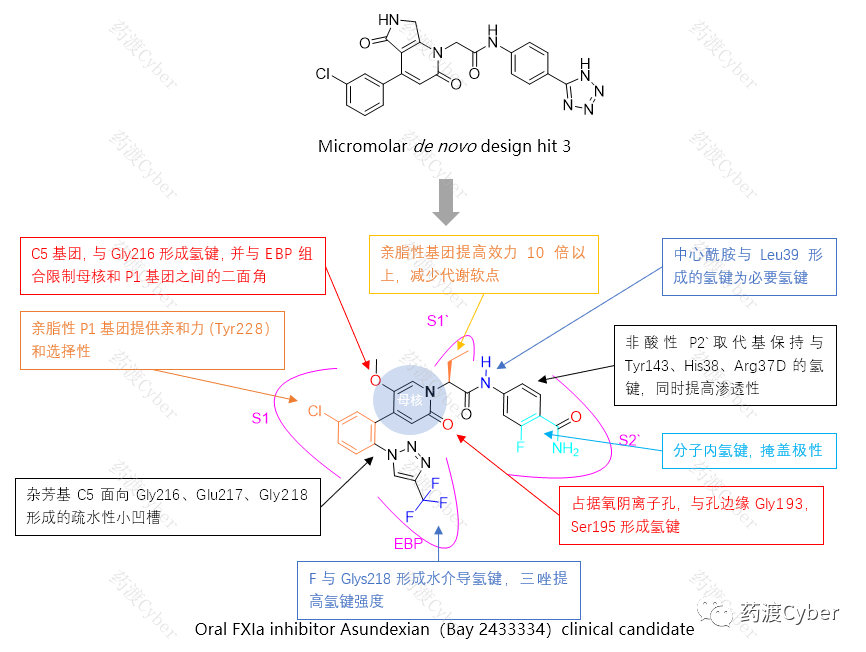 Asundexian的优化过程