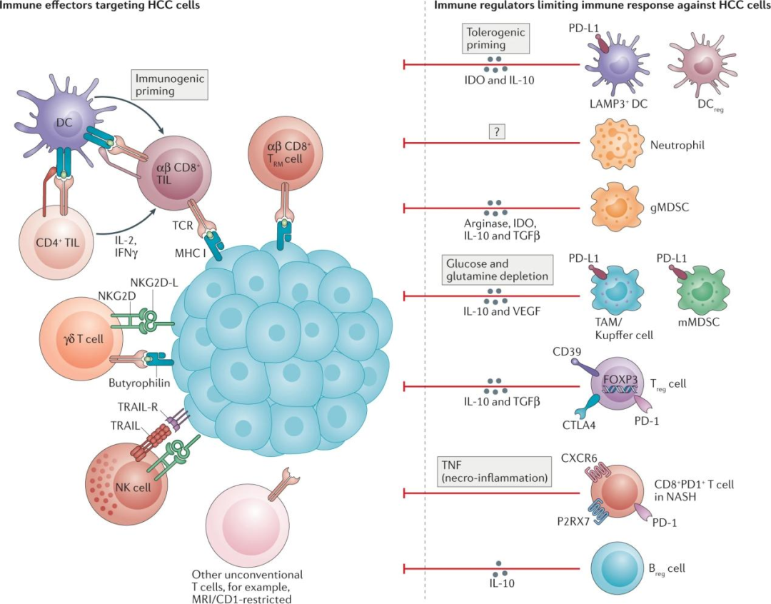 不同类型免疫细胞亚群在HCC免疫微环境中的作用
