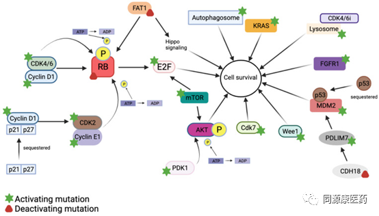 CDK4/6抑制剂耐药机制