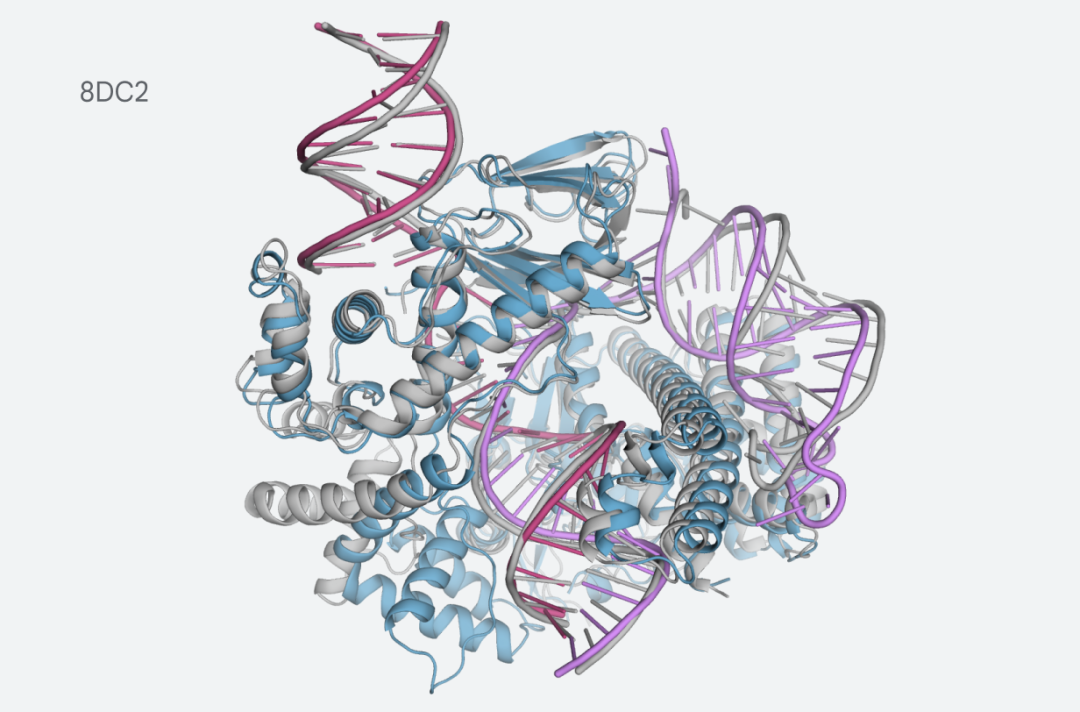 与crRNA和DNA结合的CasLambda（Cas12l）的预测结构