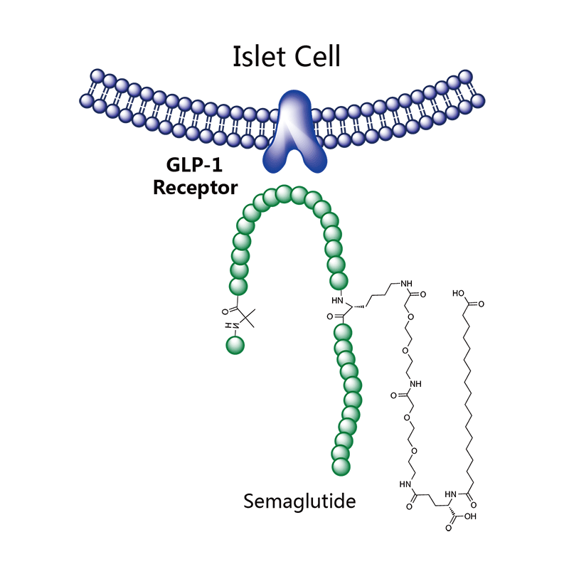 图1. 司美格鲁肽作用机制示意图