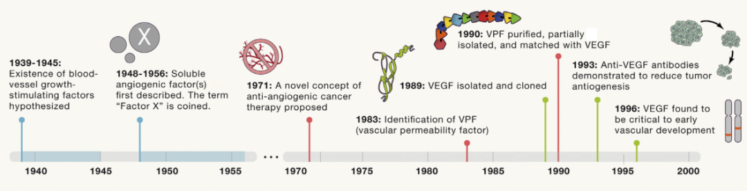 血管内皮 生长因子（VEGF）发现历程