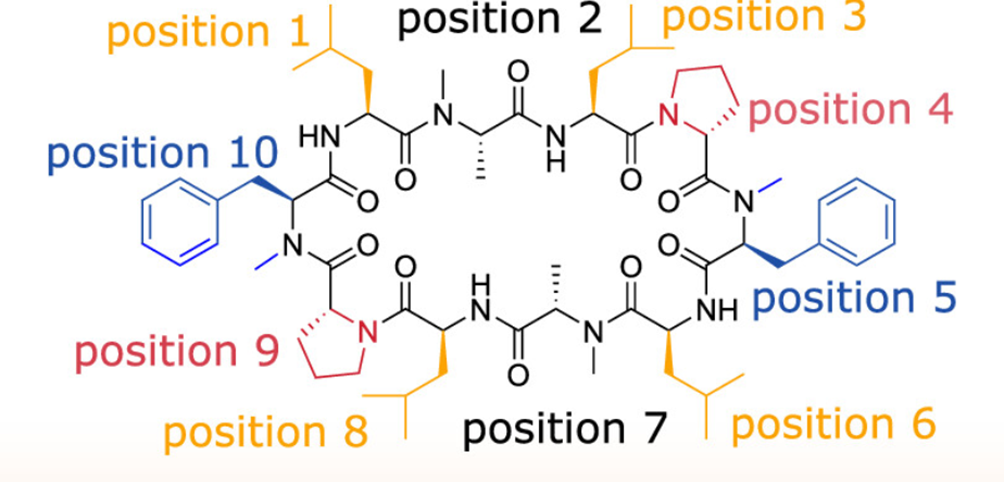 柔性十元环肽结构，来源: J Med Chem