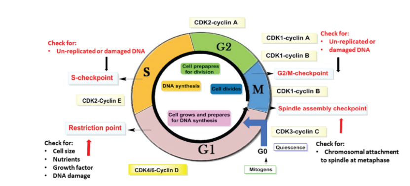 CDK与细胞周期