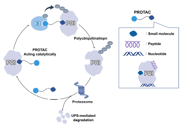图1 PROTACs作用机制以及目标蛋白配体的多样性