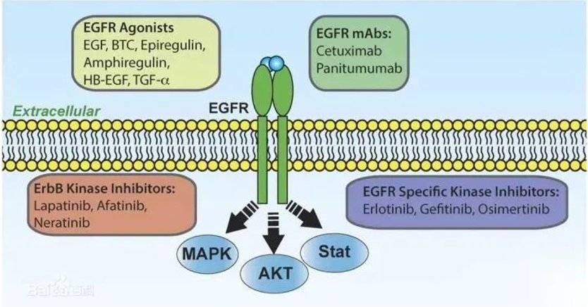 EGFR通路和靶向药物