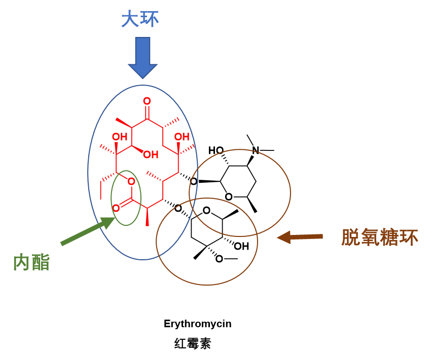 图4. 第一个上市的大环内酯类抗生素红霉素化学结构以及大环内酯特征域