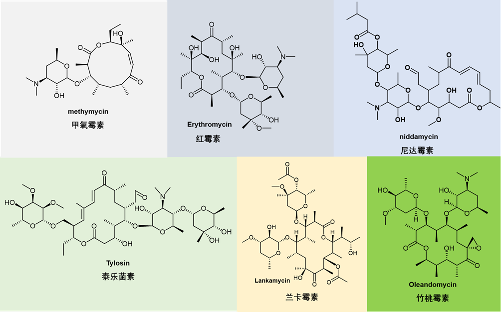 图6. 第一代大环内酯抗生素化学结构
