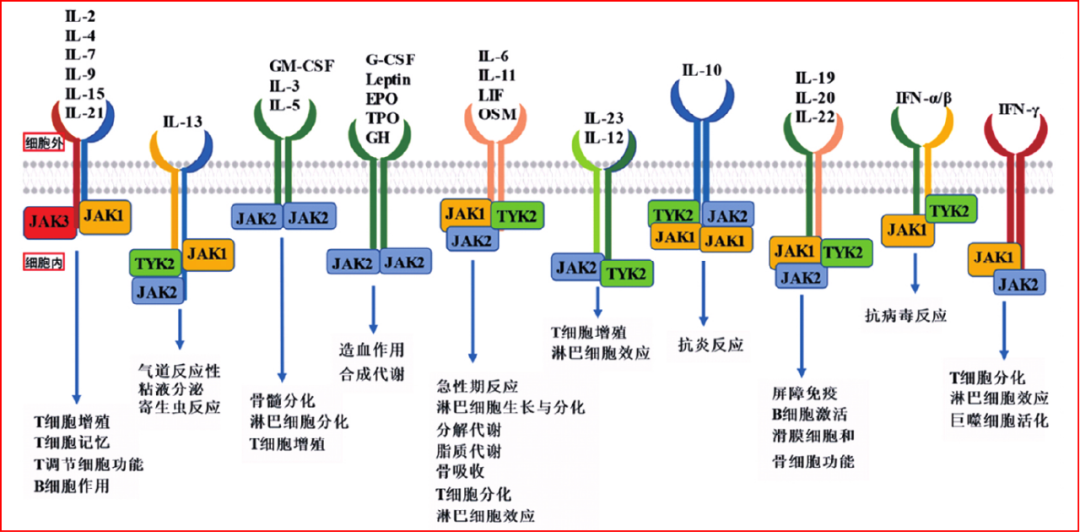 图1 JAK家族细胞因子及相关功能
