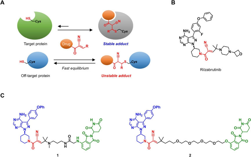 图2 (A) 半胱氨酸与氰基丙烯酰胺的可逆靶向结合 (B) Rilzabrutinib的化学结构。(C) 靶向BTK的可逆共价PROTAC的化学结构。蓝色、红色和绿色分别代表BTK识别配体、氰基丙烯酰胺靶头和E3连接酶配体