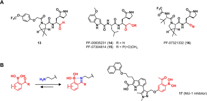 图8 (A) SARS-CoV-2 Mpro的可逆共价抑制剂 (B) 对赖氨酸残基实现可逆共价修饰的亚氨基硼酸盐。亲电靶头以红色突出显示