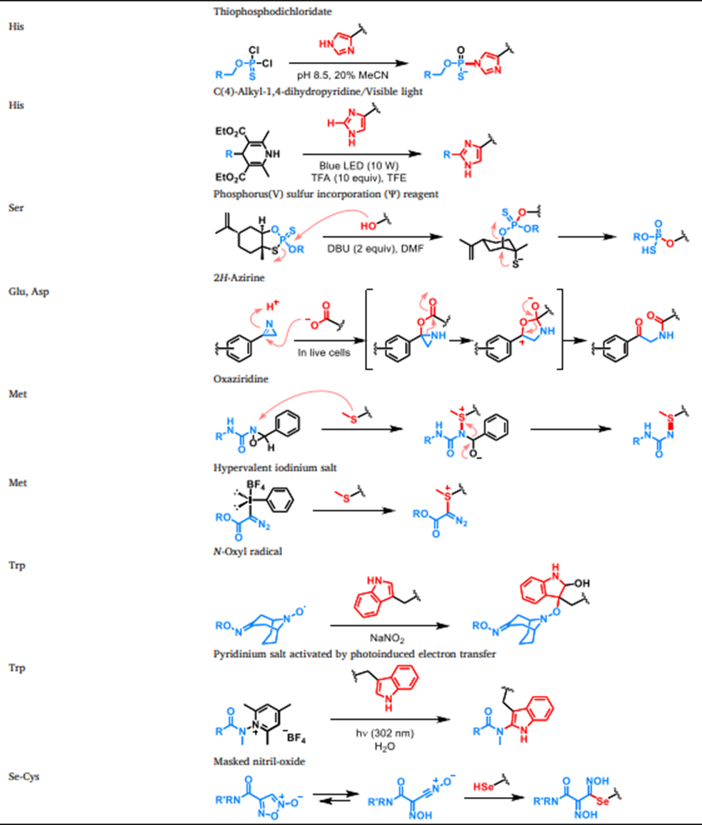 图12 针对研究较少的氨基酸残基实现化学选择性共价修饰的靶头