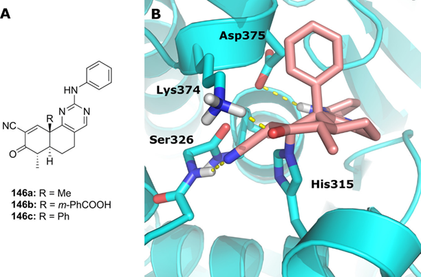 图3 (A) 以乙烯基砜为靶头的SARS-CoV-2主蛋白酶不可逆共价抑制剂。(B) 具有炔基苯并恶嗪亲电子试剂的共价JAK3抑制剂。亲电性靶头以红色突出显示。
